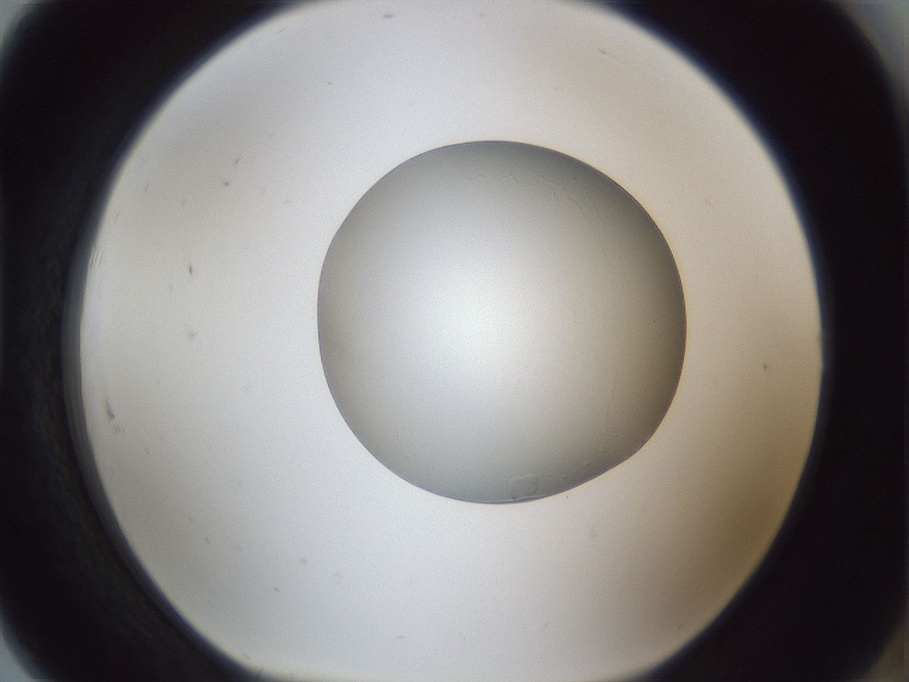 folderID31_plateID1031_batchID1999_wellNum91_profileID1_d1_r44504_ef.jpg