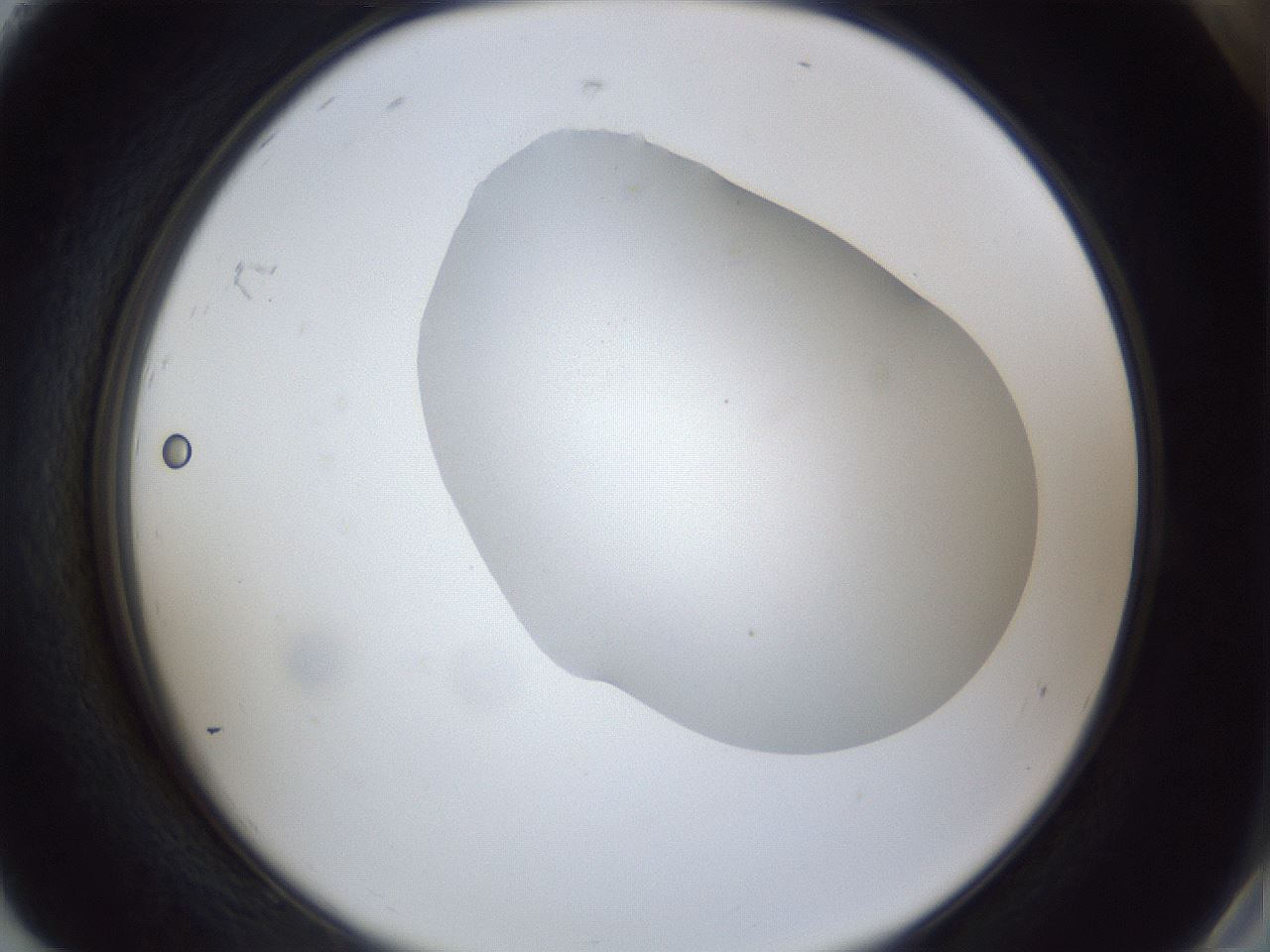 folderID31_plateID1031_batchID1999_wellNum92_profileID1_d2_r44507_ef.jpg