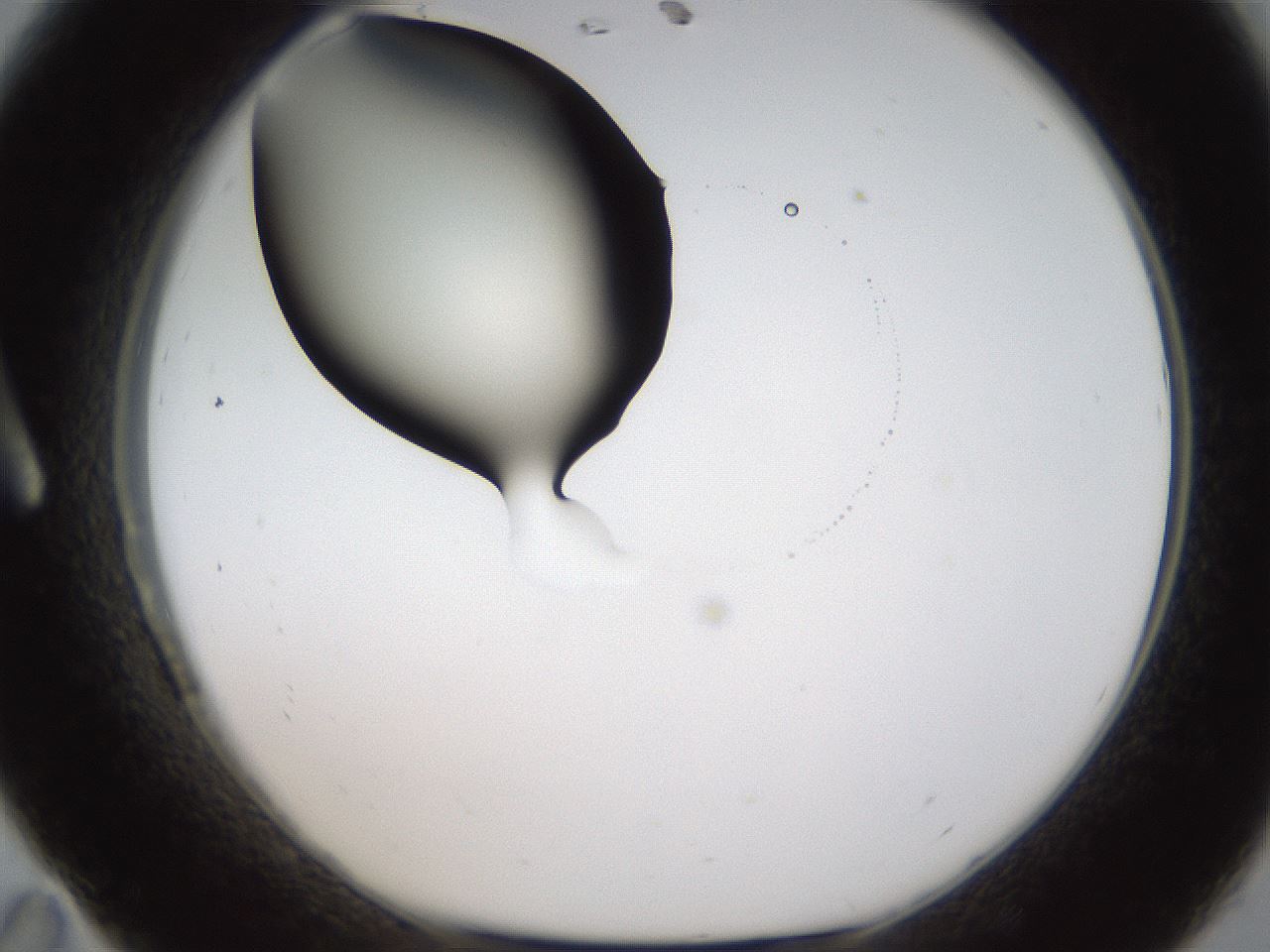 folderID320_plateID1320_batchID4375_wellNum11_profileID1_d1_r79170_ef.jpg