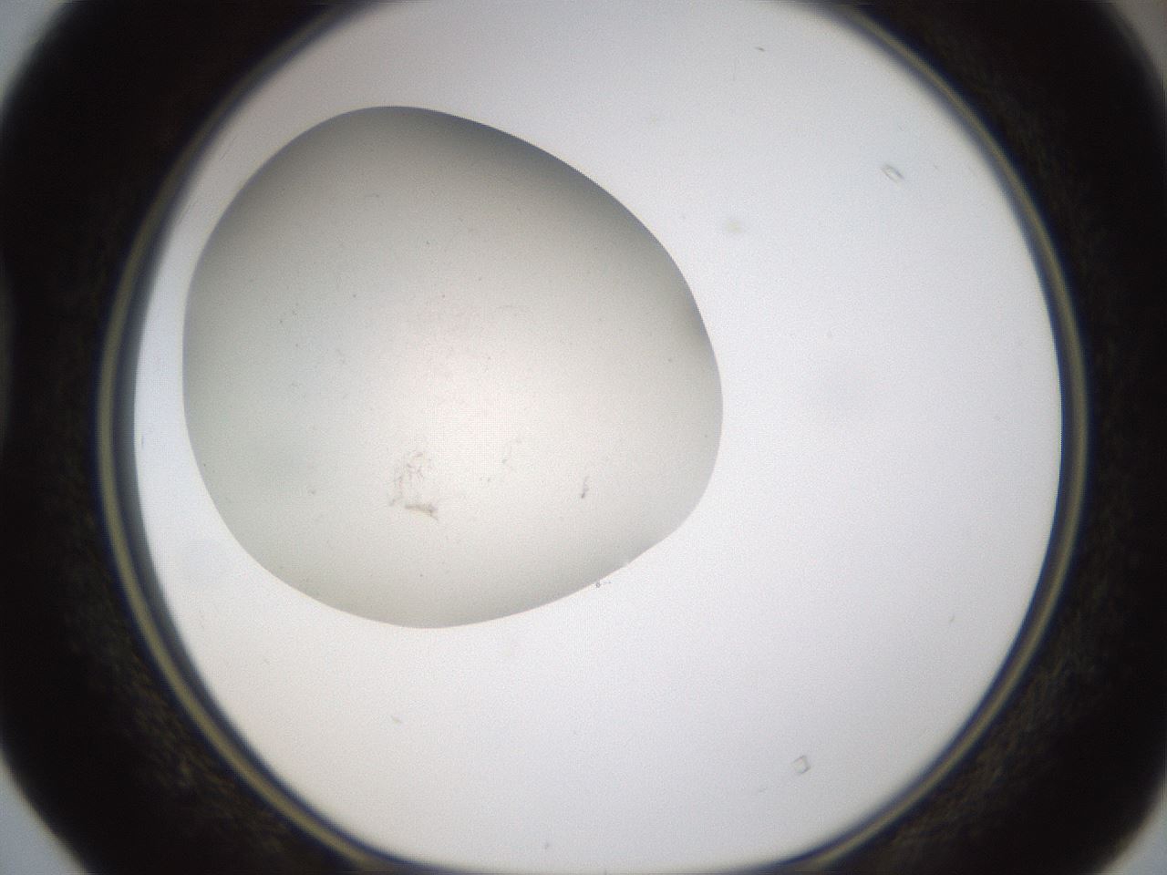 folderID320_plateID1320_batchID4375_wellNum40_profileID1_d1_r79199_ef.jpg