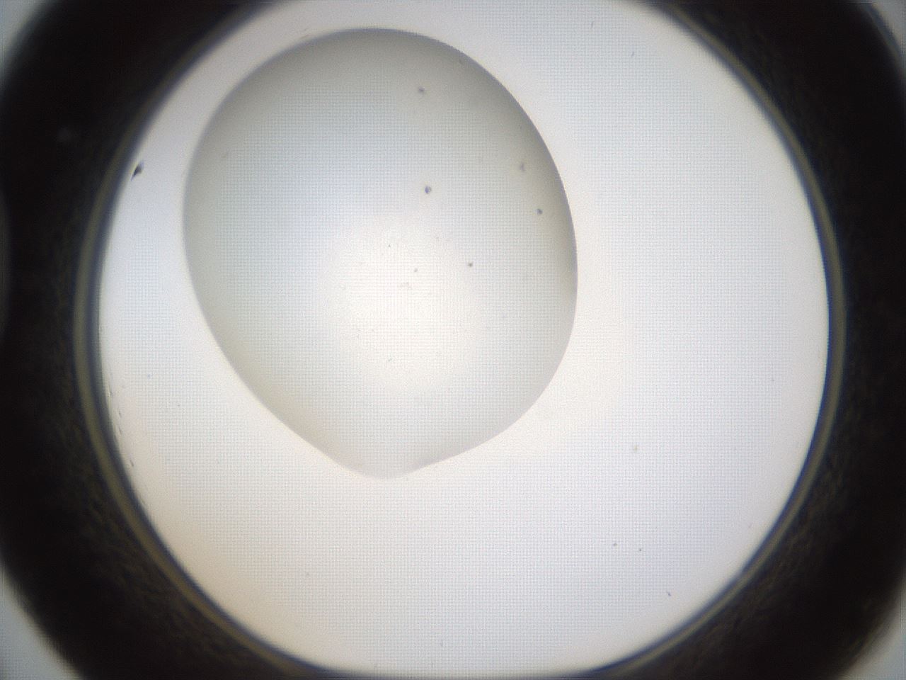 folderID320_plateID1320_batchID4375_wellNum44_profileID1_d1_r79203_ef.jpg