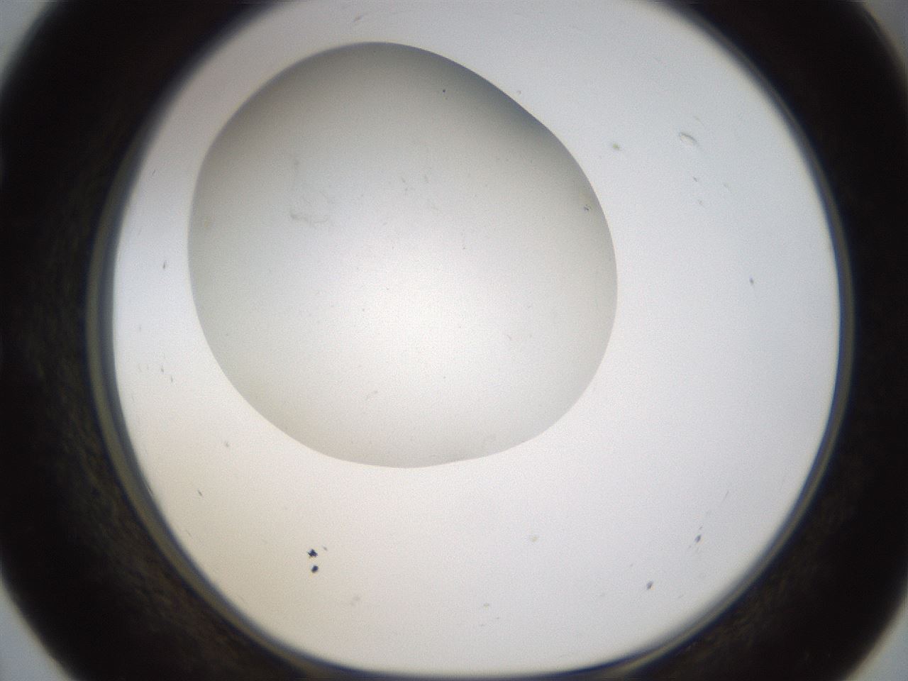 folderID320_plateID1320_batchID4375_wellNum55_profileID1_d1_r79214_ef.jpg