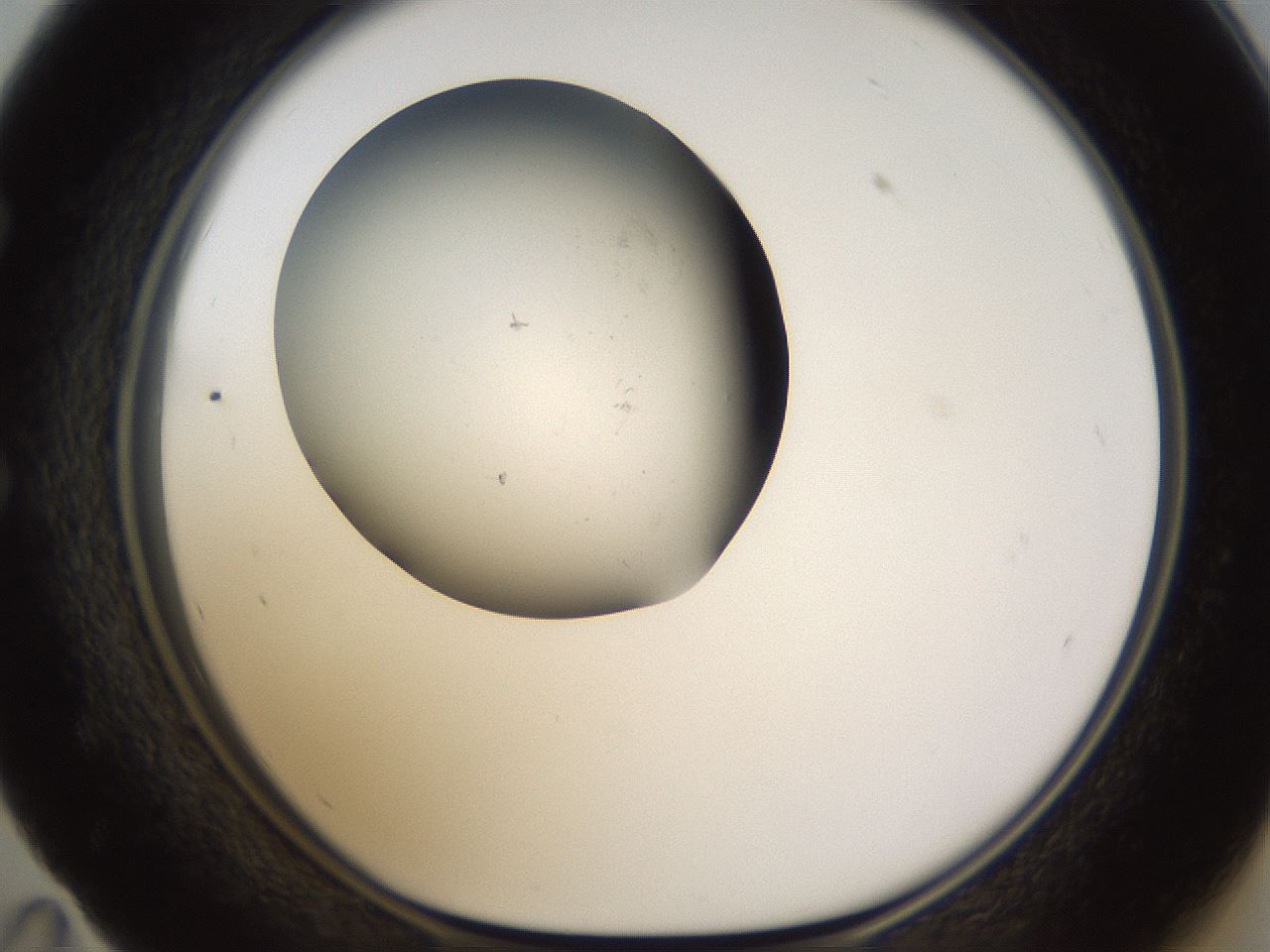 folderID320_plateID1320_batchID4375_wellNum59_profileID1_d1_r79218_ef.jpg