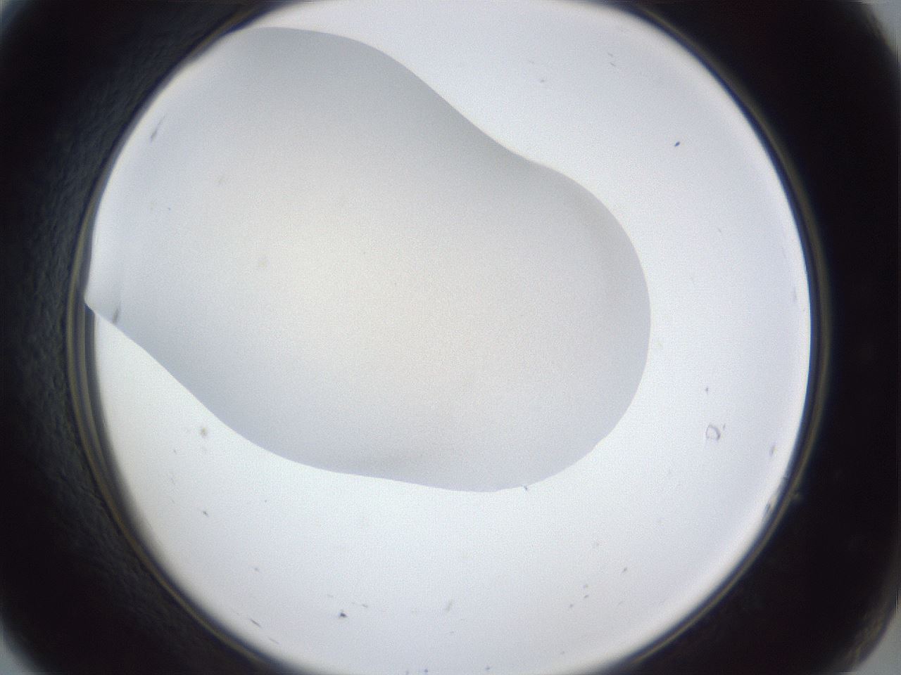 folderID31_plateID1031_batchID1999_wellNum7_profileID1_d2_r44337_ef.jpg