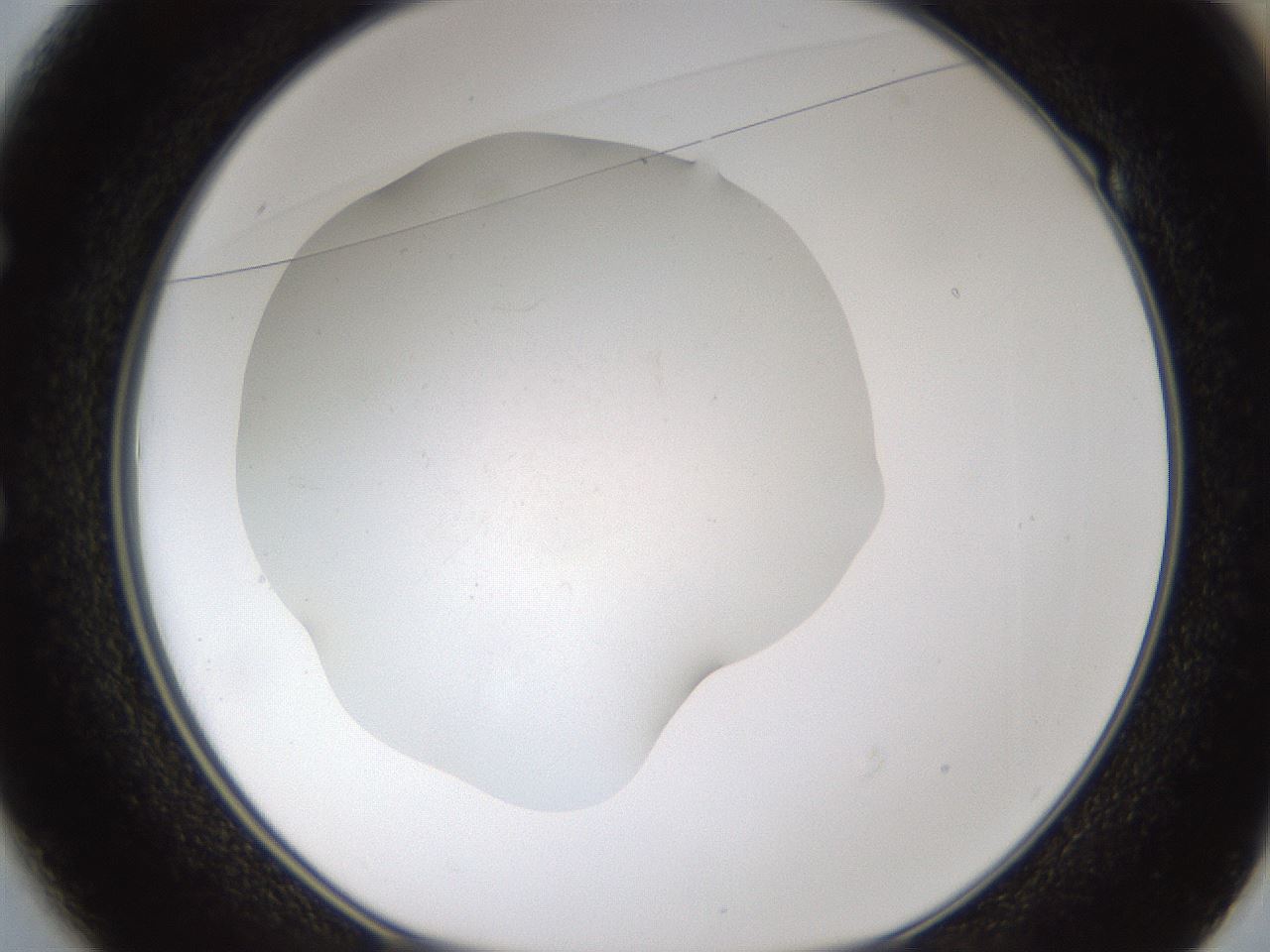 folderID320_plateID1320_batchID4375_wellNum49_profileID1_d1_r79208_ef.jpg