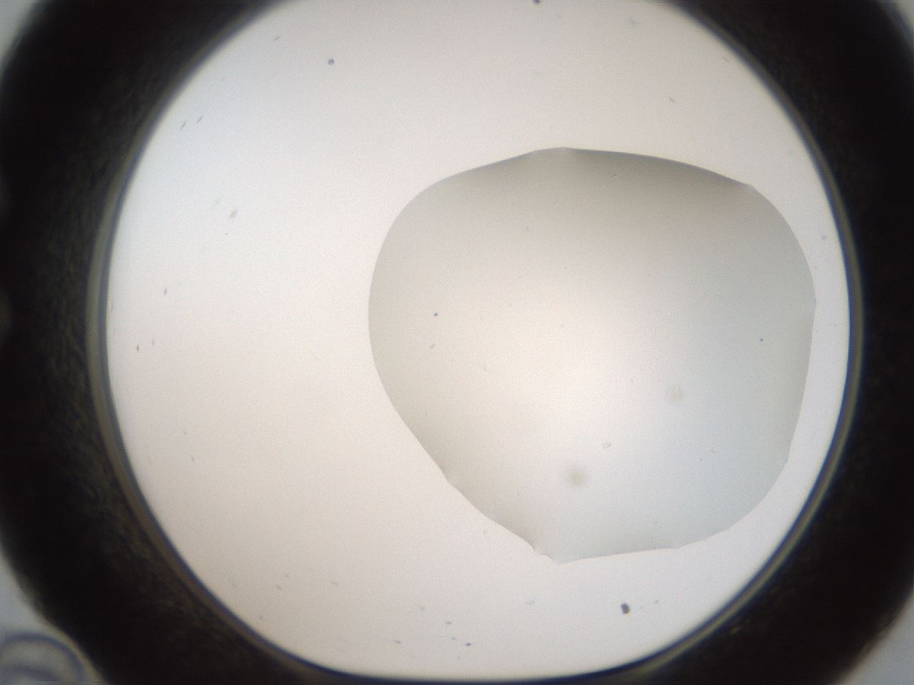 folderID321_plateID2321_batchID10963_wellNum34_profileID1_d1_r163396_ef.jpg
