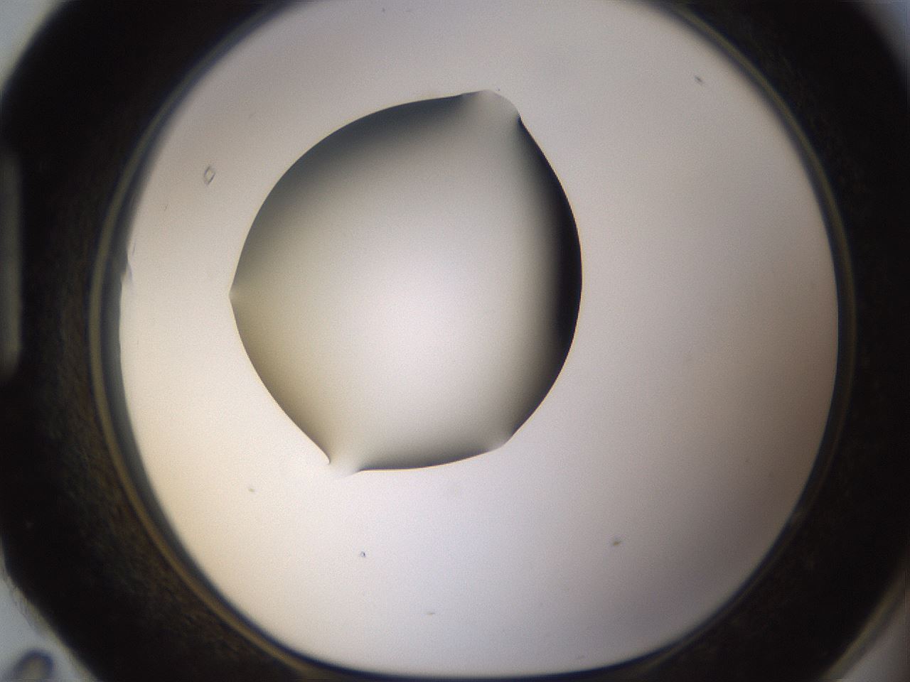 folderID320_plateID1320_batchID4375_wellNum95_profileID1_d1_r79254_ef.jpg