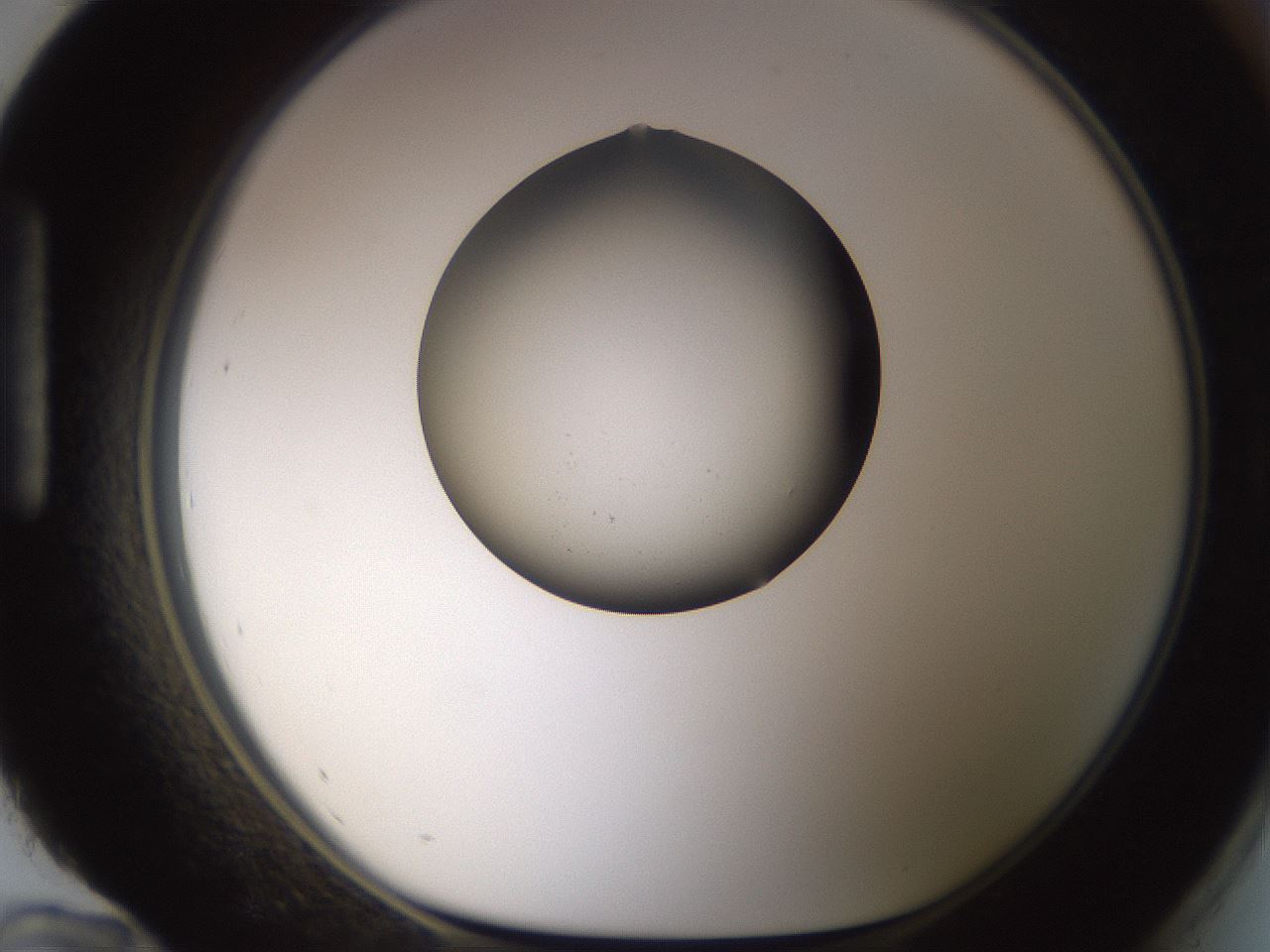 folderID320_plateID1320_batchID4375_wellNum96_profileID1_d1_r79255_ef.jpg