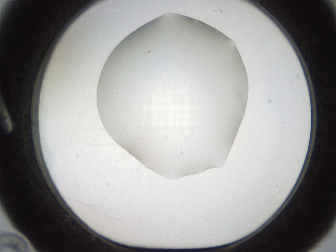 folderID321_plateID2321_batchID10963_wellNum10_profileID1_d1_r163372_ef.jpg