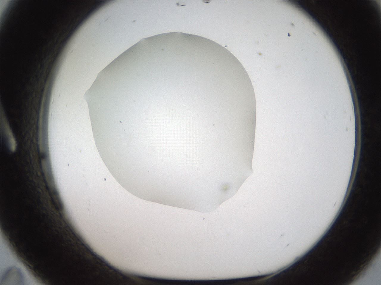 folderID321_plateID2321_batchID10963_wellNum11_profileID1_d1_r163373_ef.jpg