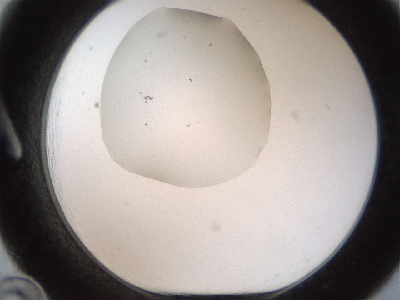 folderID321_plateID2321_batchID10963_wellNum12_profileID1_d1_r163374_ef.jpg