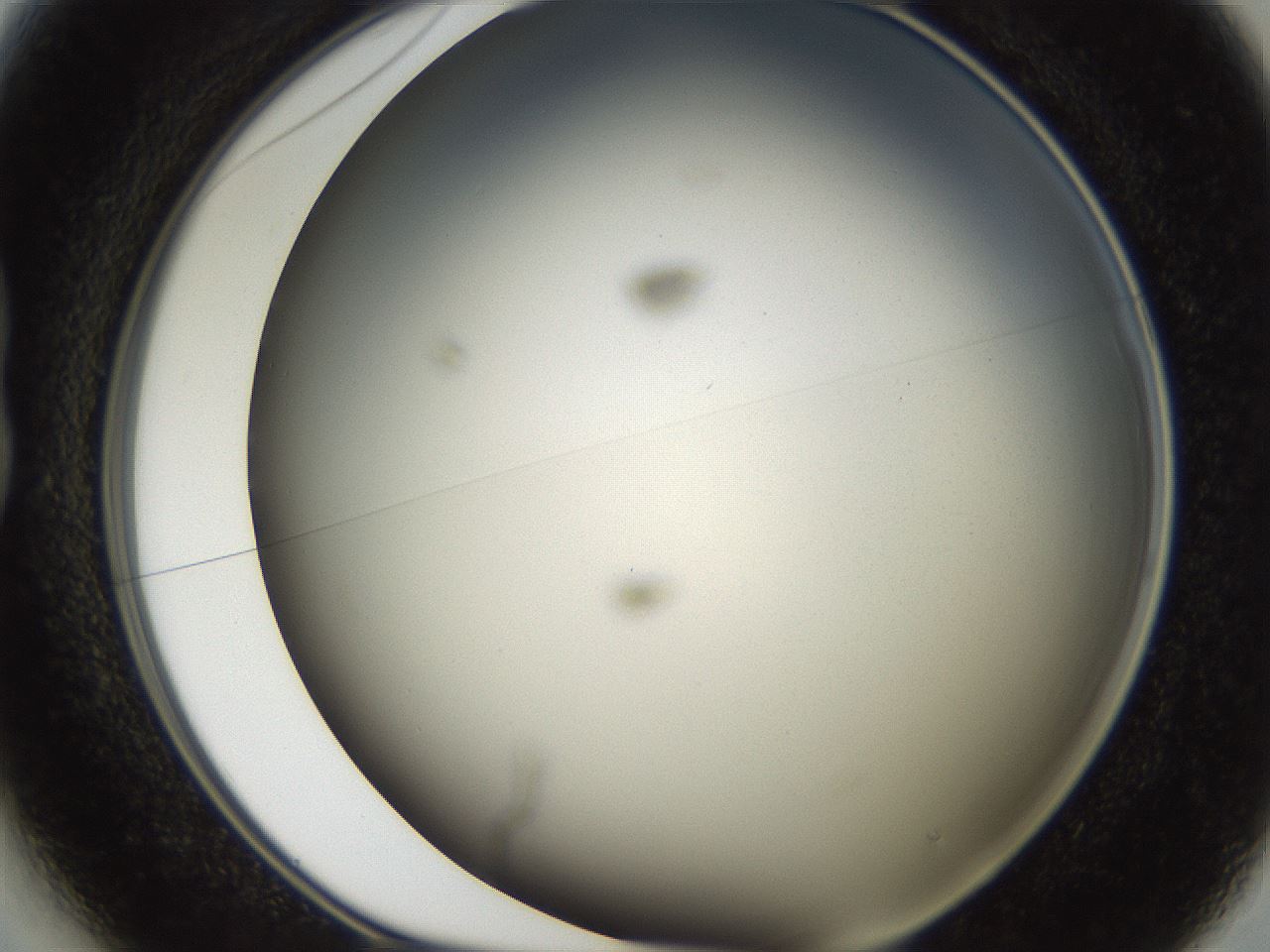 folderID321_plateID2321_batchID10963_wellNum13_profileID1_d1_r163375_ef.jpg