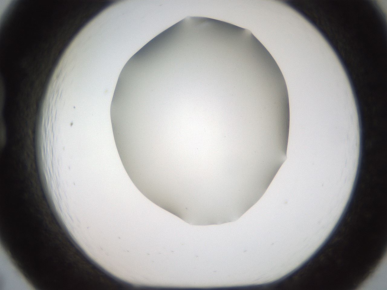 folderID321_plateID2321_batchID10963_wellNum19_profileID1_d1_r163381_ef.jpg