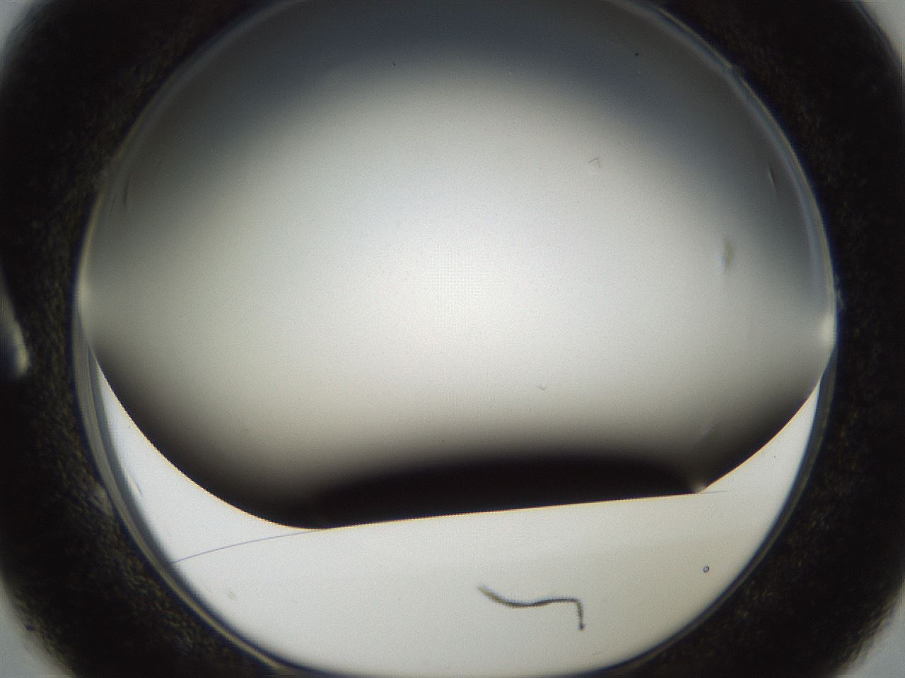 folderID321_plateID2321_batchID10963_wellNum1_profileID1_d1_r163363_ef.jpg