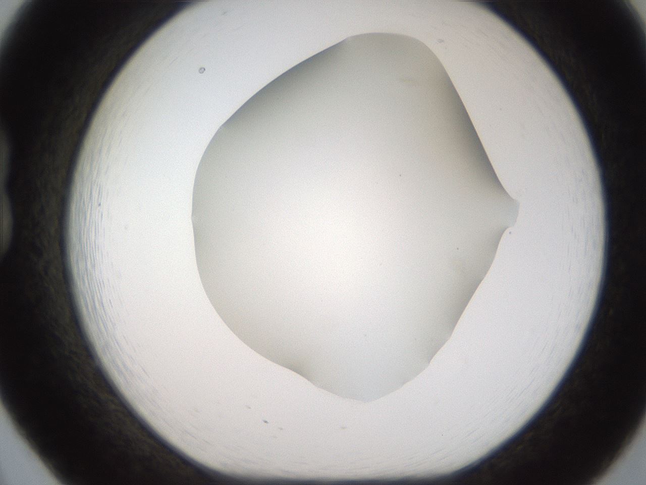 folderID321_plateID2321_batchID10963_wellNum20_profileID1_d1_r163382_ef.jpg