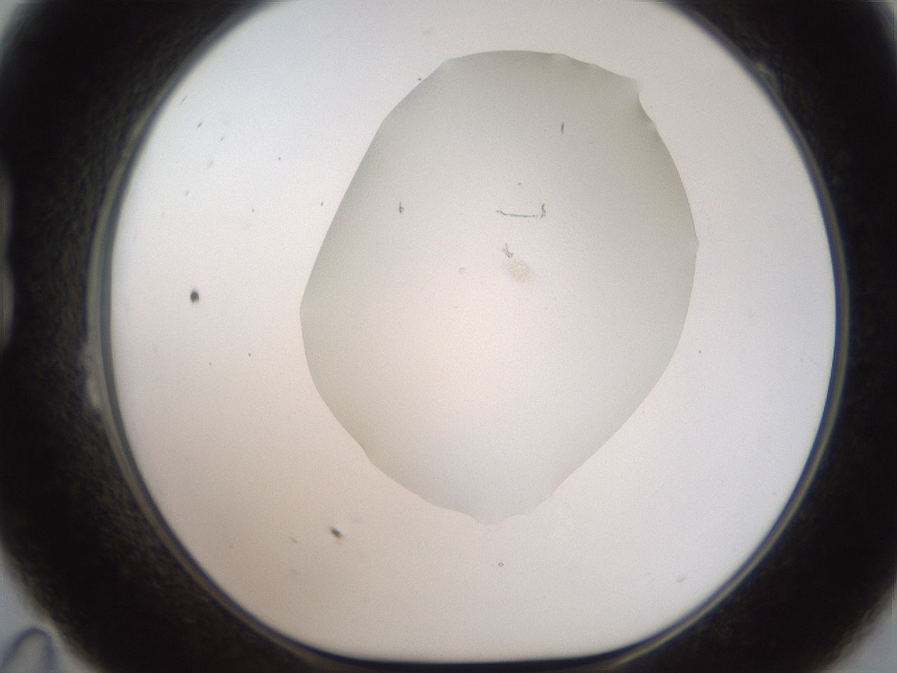 folderID321_plateID2321_batchID10963_wellNum23_profileID1_d1_r163385_ef.jpg