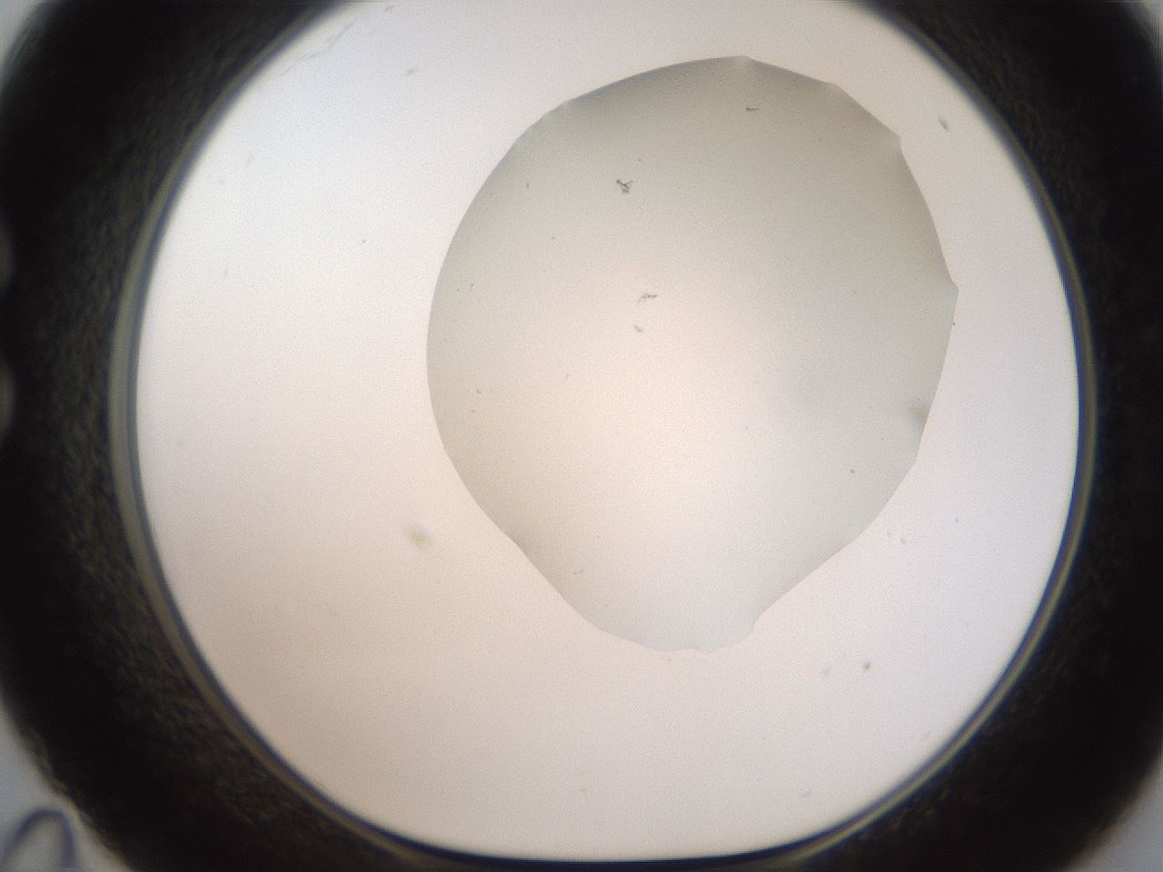 folderID321_plateID2321_batchID10963_wellNum35_profileID1_d1_r163397_ef.jpg