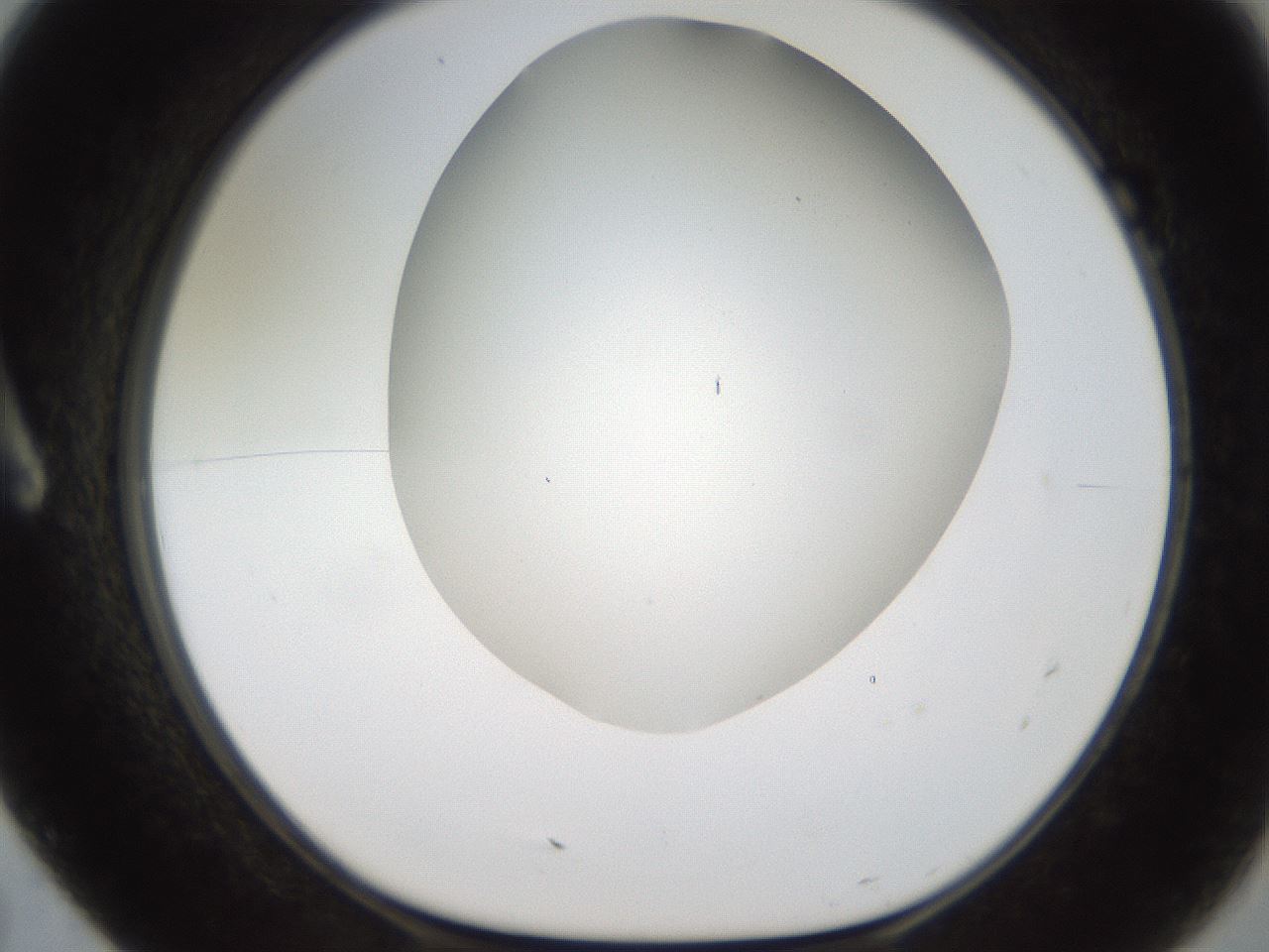 folderID321_plateID2321_batchID10963_wellNum7_profileID1_d1_r163369_ef.jpg