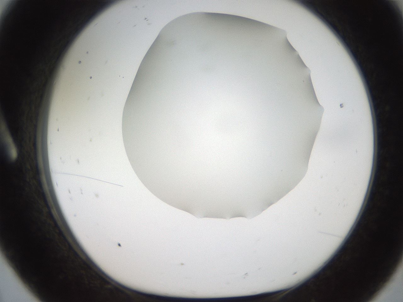 folderID321_plateID2321_batchID10963_wellNum8_profileID1_d1_r163370_ef.jpg