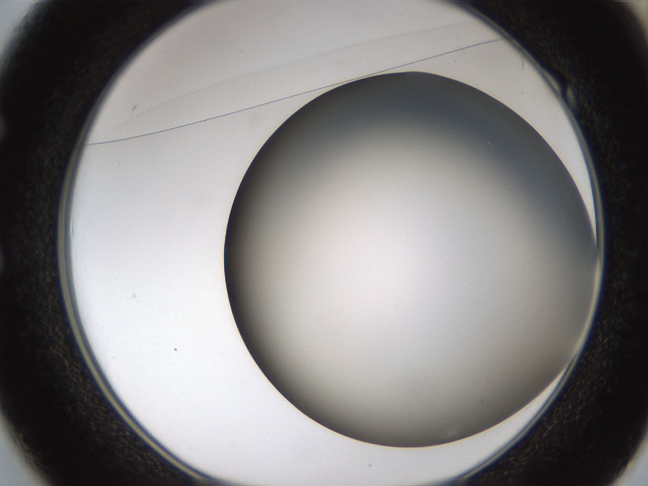 folderID324_plateID1324_batchID4479_wellNum49_profileID1_d1_r79472_ef.jpg