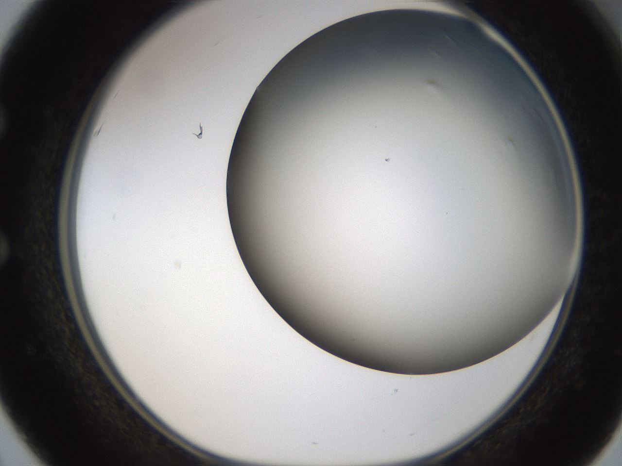 folderID324_plateID1324_batchID4479_wellNum51_profileID1_d1_r79474_ef.jpg