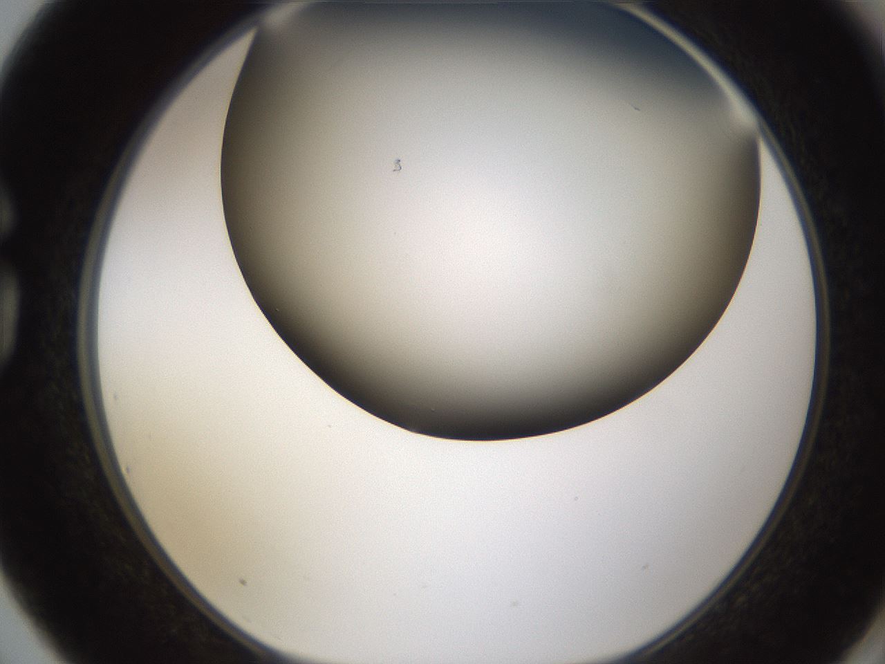 folderID324_plateID1324_batchID4479_wellNum75_profileID1_d1_r79486_ef.jpg