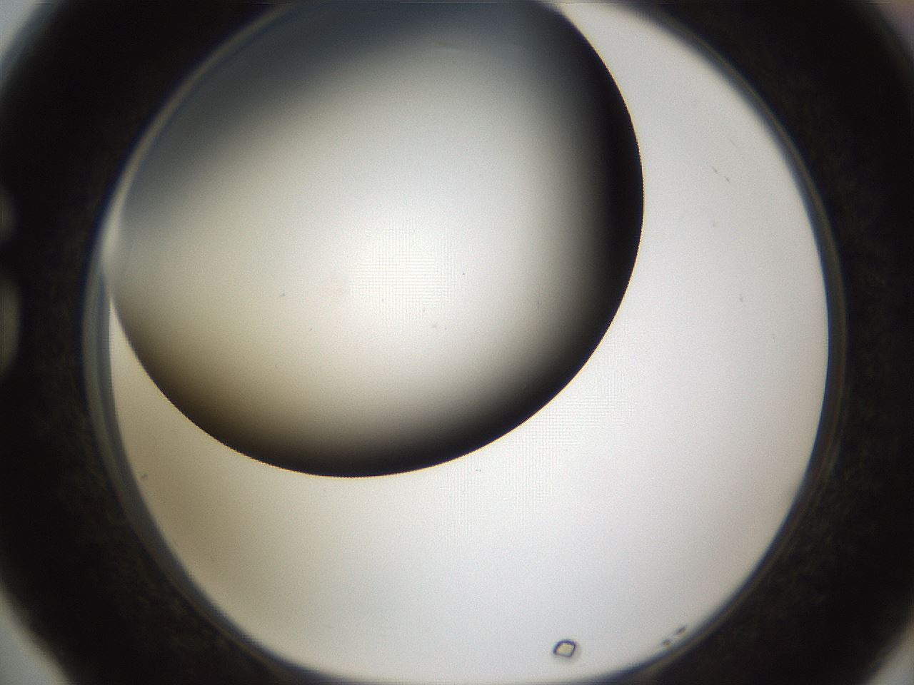 folderID324_plateID1324_batchID4479_wellNum77_profileID1_d1_r79488_ef.jpg