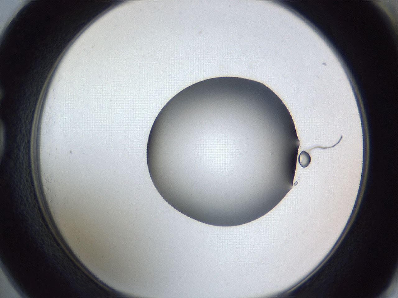 folderID326_plateID1326_batchID4444_wellNum73_profileID1_d1_r79760_ef.jpg