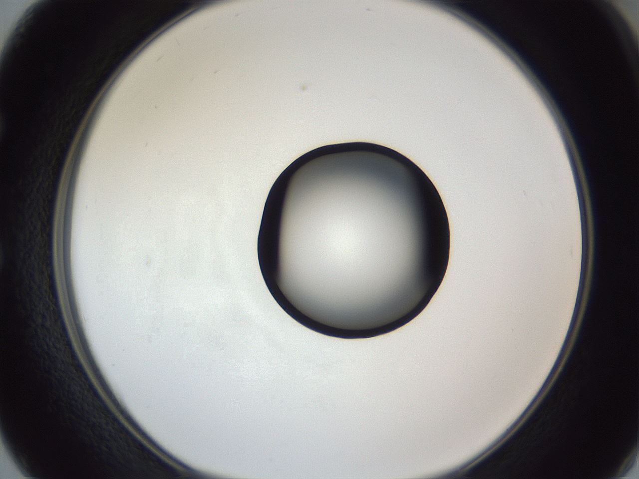 folderID327_plateID1327_batchID4443_wellNum50_profileID1_d1_r79641_ef.jpg