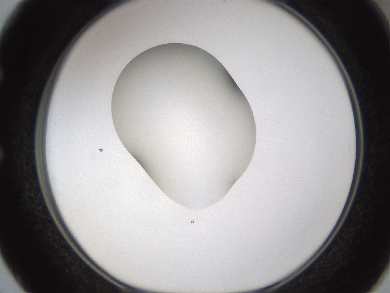 folderID328_plateID1328_batchID4530_wellNum50_profileID1_d1_r80025_ef.jpg