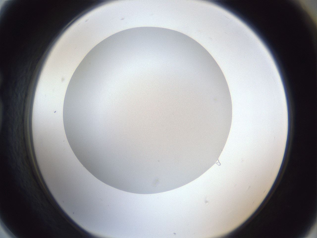 folderID32_plateID1032_batchID2002_wellNum78_profileID1_d1_r44670_ef.jpg