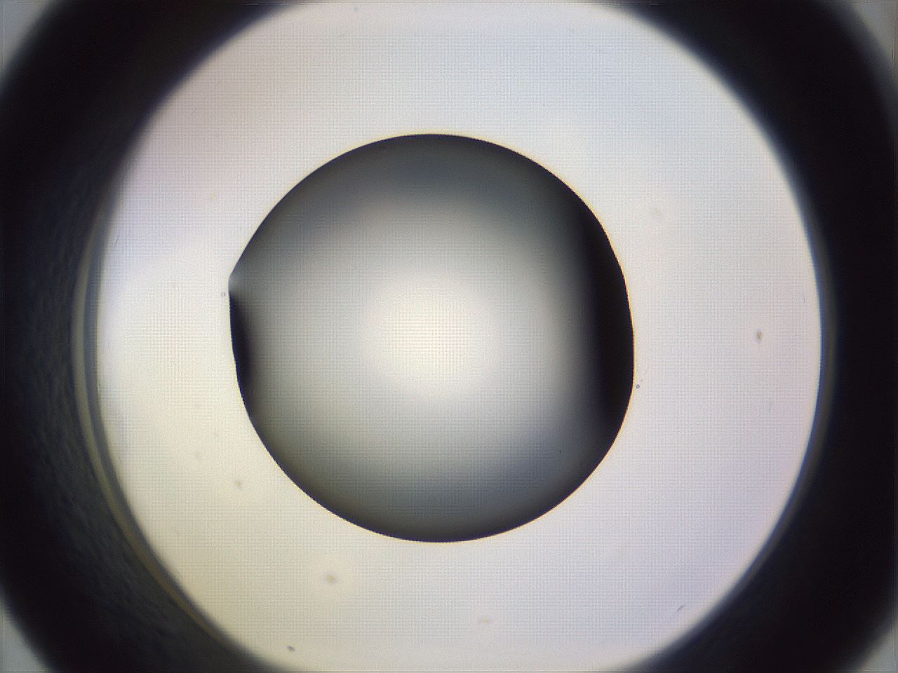 folderID341_plateID1341_batchID4589_wellNum43_profileID1_d1_r80732_ef.jpg