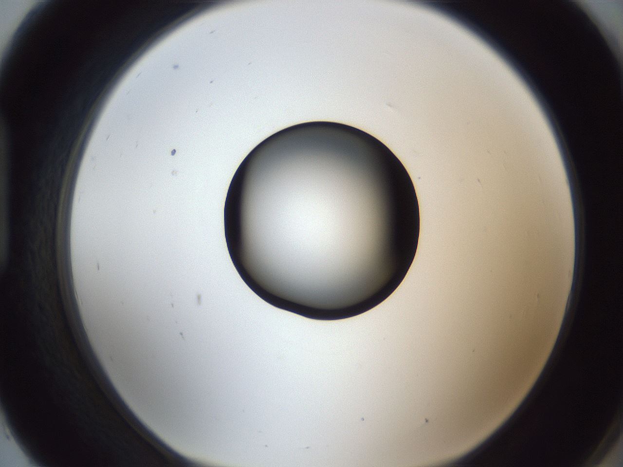 folderID326_plateID1326_batchID4444_wellNum93_profileID1_d1_r79780_ef.jpg