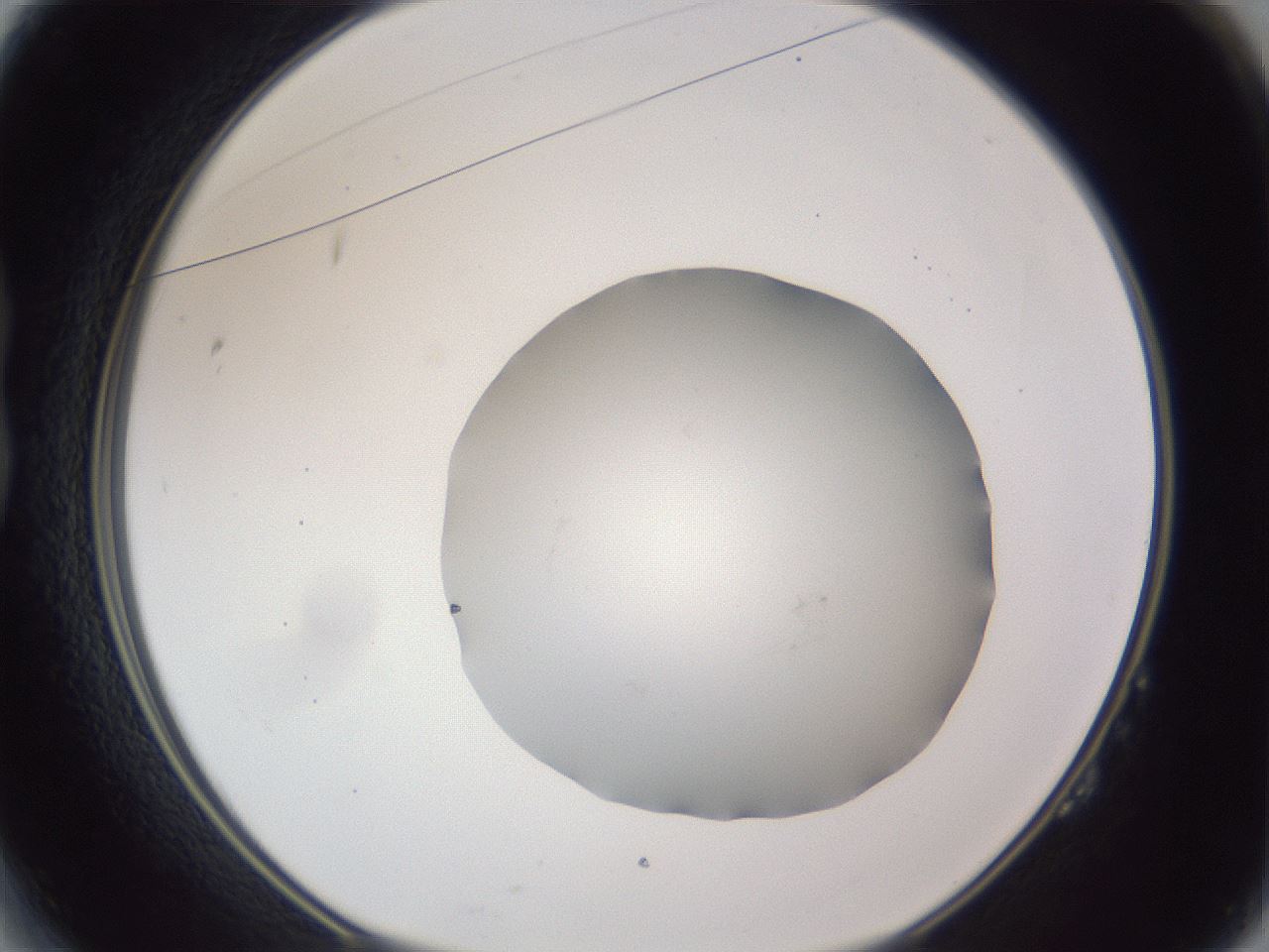 folderID326_plateID1326_batchID4493_wellNum14_profileID1_d1_r79701_ef.jpg