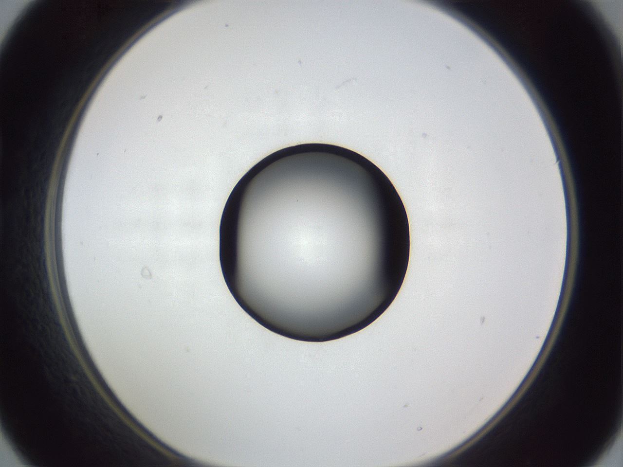 folderID326_plateID1326_batchID4493_wellNum21_profileID1_d1_r79708_ef.jpg