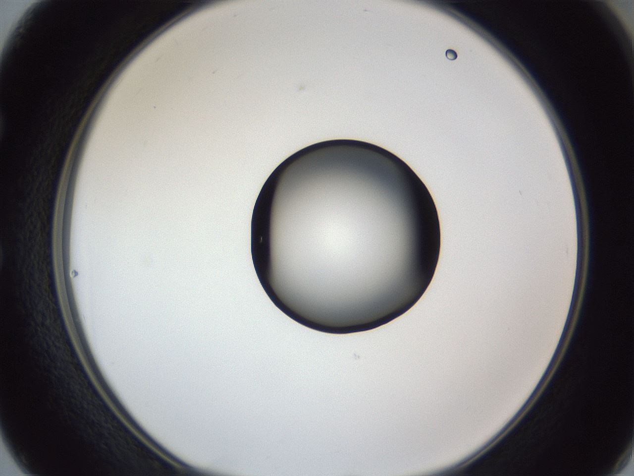 folderID326_plateID1326_batchID4493_wellNum50_profileID1_d1_r79737_ef.jpg
