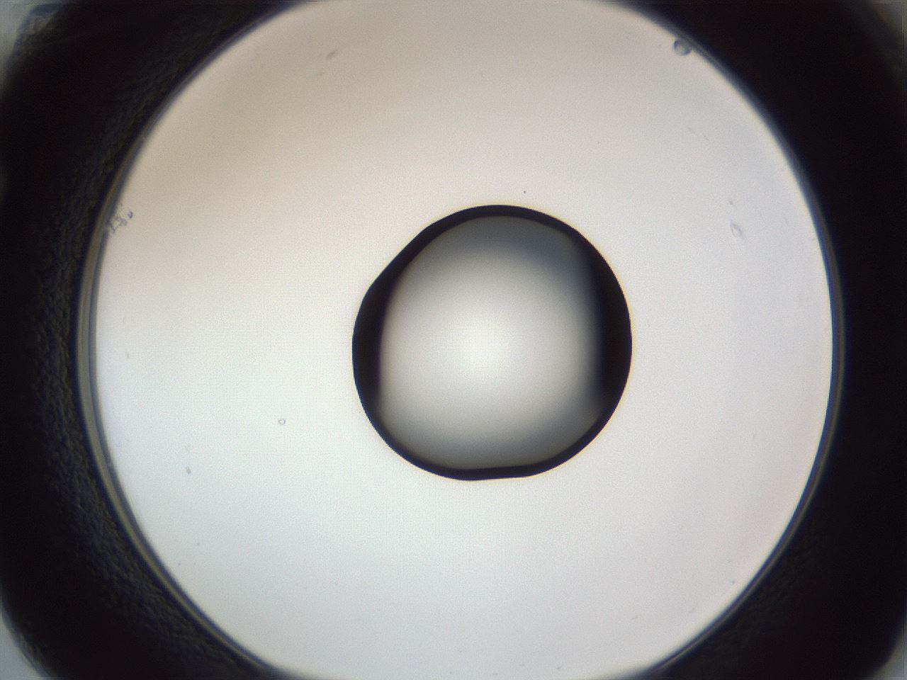 folderID326_plateID1326_batchID4493_wellNum61_profileID1_d1_r79748_ef.jpg