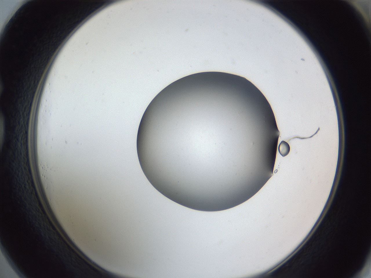 folderID326_plateID1326_batchID4493_wellNum73_profileID1_d1_r79760_ef.jpg