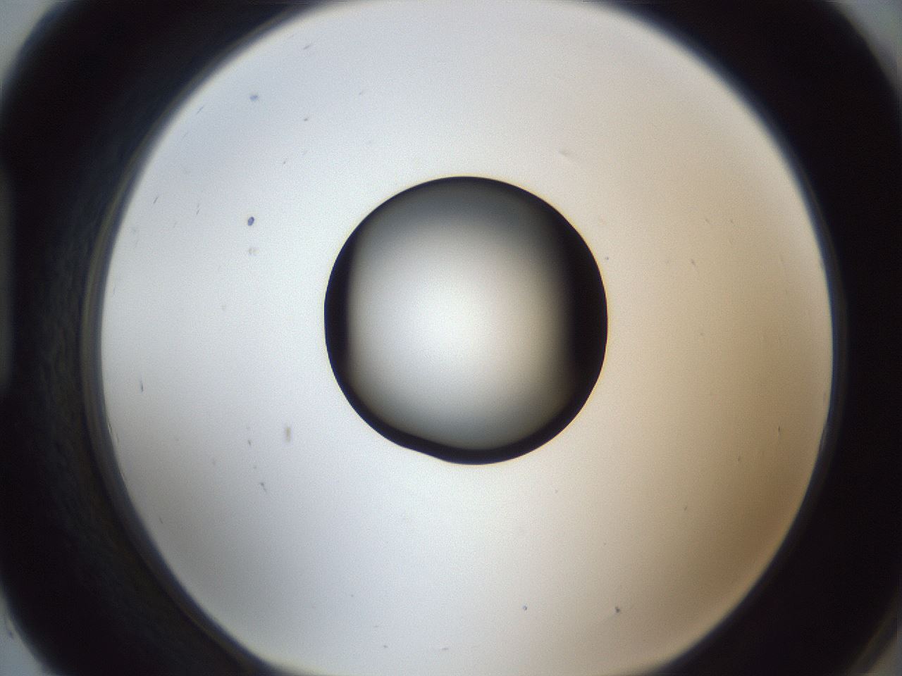 folderID326_plateID1326_batchID4493_wellNum93_profileID1_d1_r79780_ef.jpg