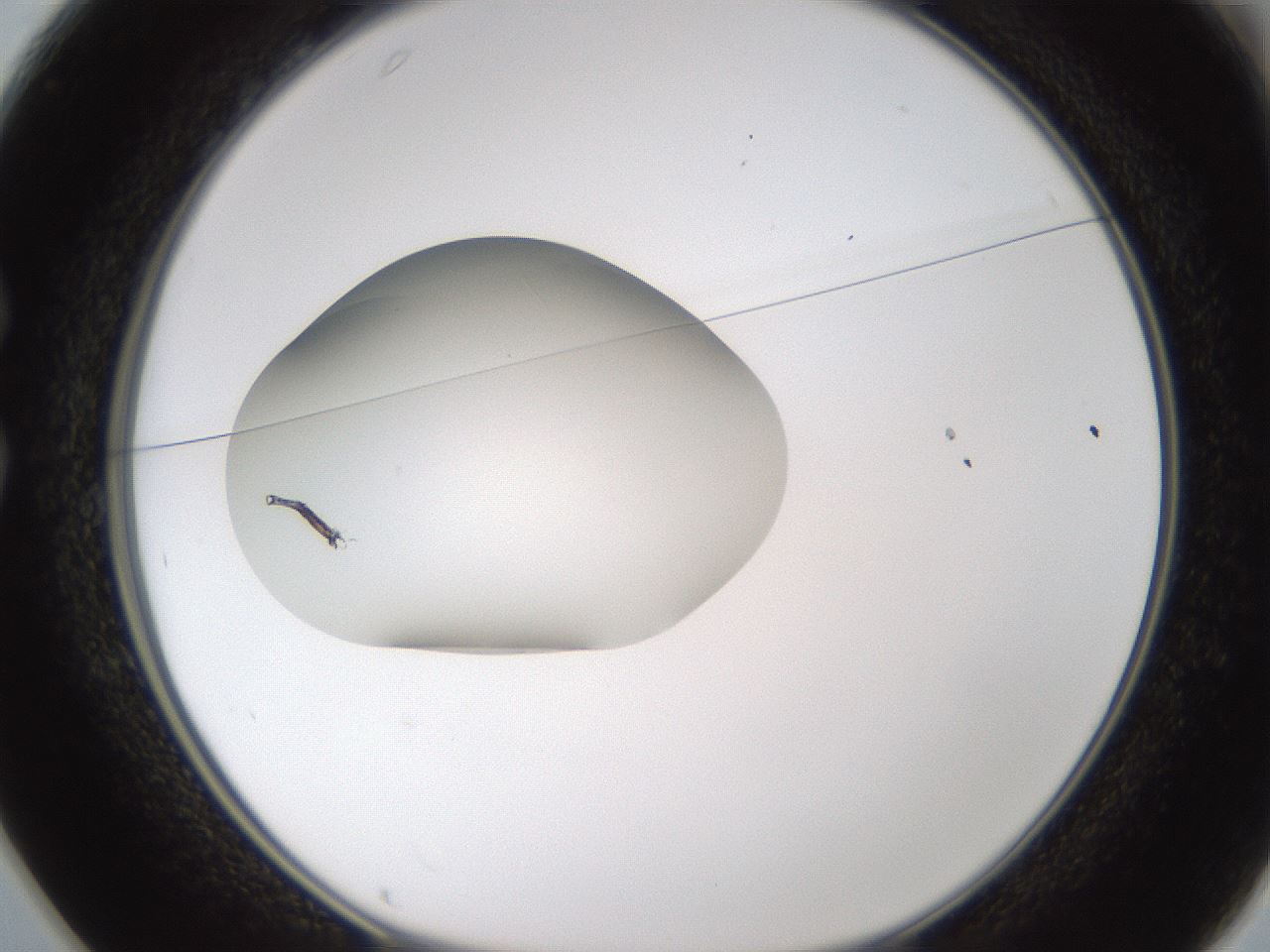 folderID328_plateID1328_batchID4530_wellNum25_profileID1_d1_r80000_ef.jpg