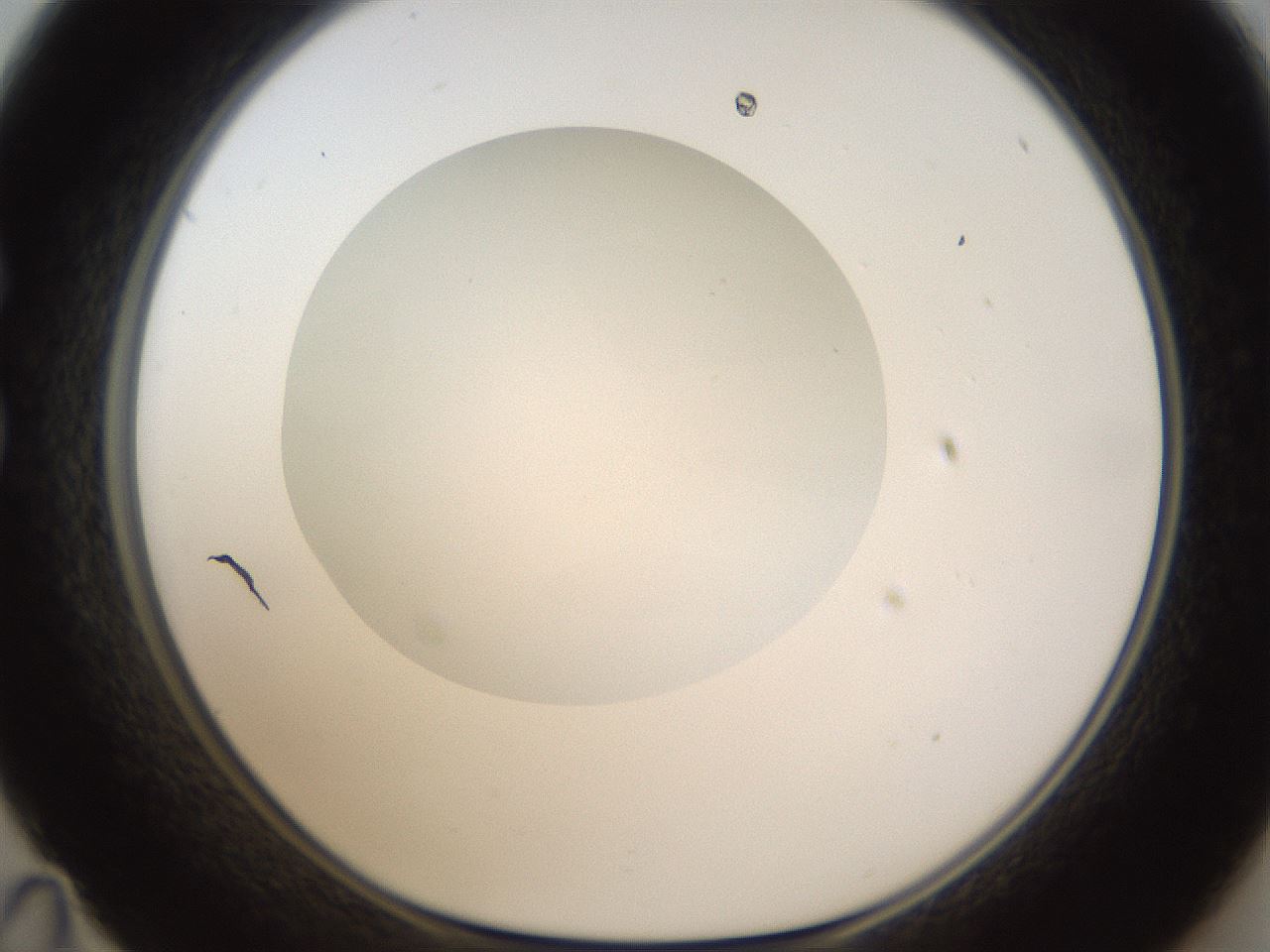 folderID328_plateID1328_batchID4530_wellNum35_profileID1_d1_r80010_ef.jpg