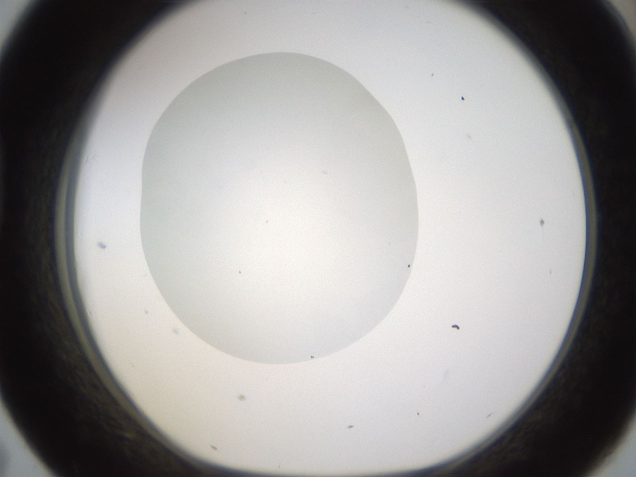 folderID328_plateID1328_batchID4530_wellNum43_profileID1_d1_r80018_ef.jpg