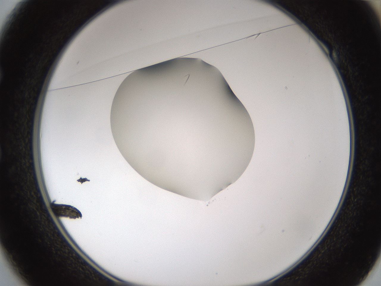 folderID328_plateID1328_batchID4530_wellNum49_profileID1_d1_r80024_ef.jpg
