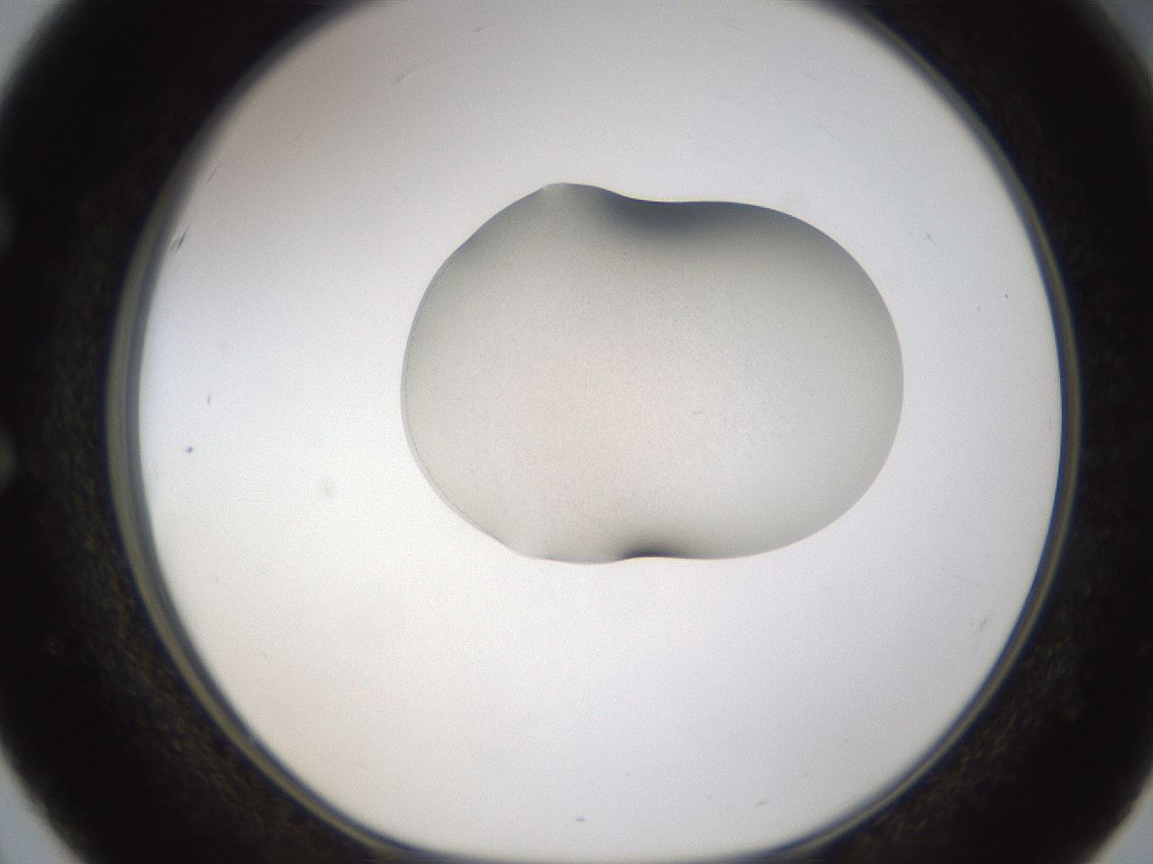 folderID328_plateID1328_batchID4530_wellNum51_profileID1_d1_r80026_ef.jpg