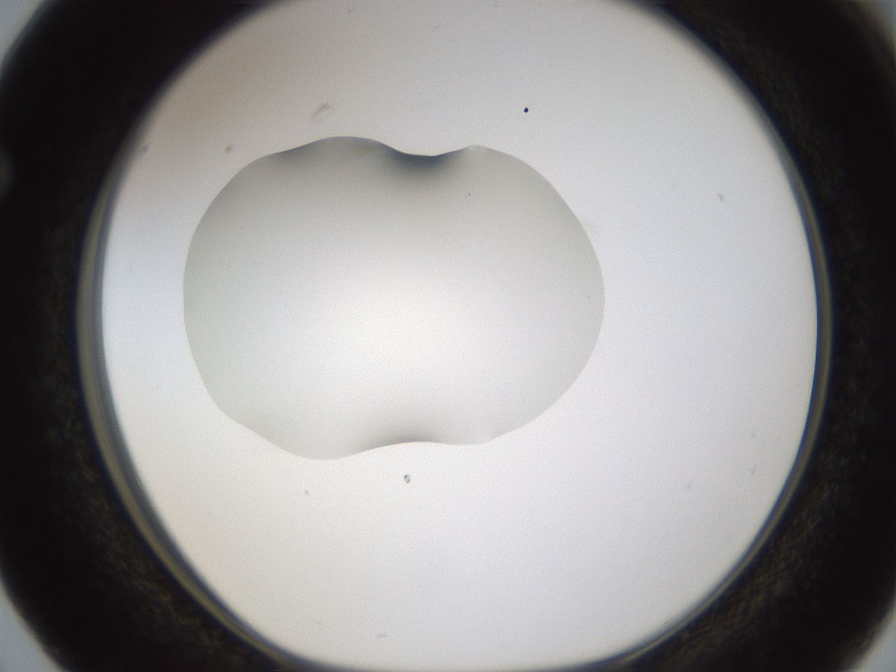 folderID328_plateID1328_batchID4530_wellNum63_profileID1_d1_r80038_ef.jpg