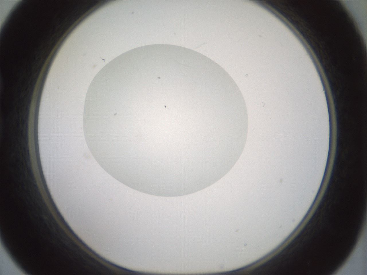 folderID329_plateID1329_batchID4526_wellNum21_profileID1_d1_r80284_ef.jpg