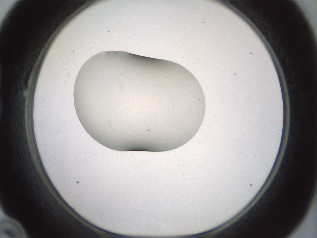 folderID329_plateID1329_batchID4526_wellNum22_profileID1_d1_r80285_ef.jpg