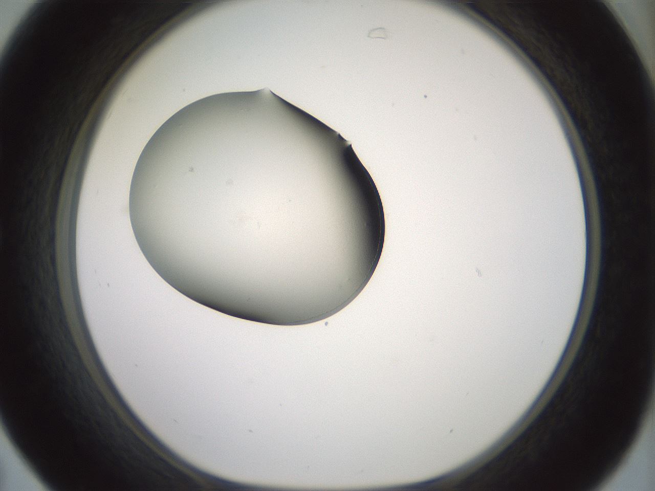 folderID329_plateID1329_batchID4526_wellNum31_profileID1_d1_r80294_ef.jpg
