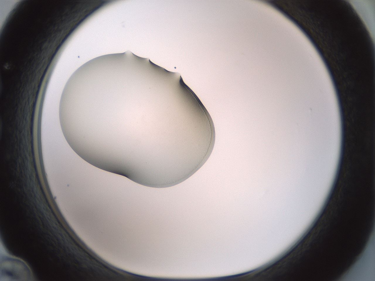 folderID329_plateID1329_batchID4526_wellNum36_profileID1_d1_r80299_ef.jpg
