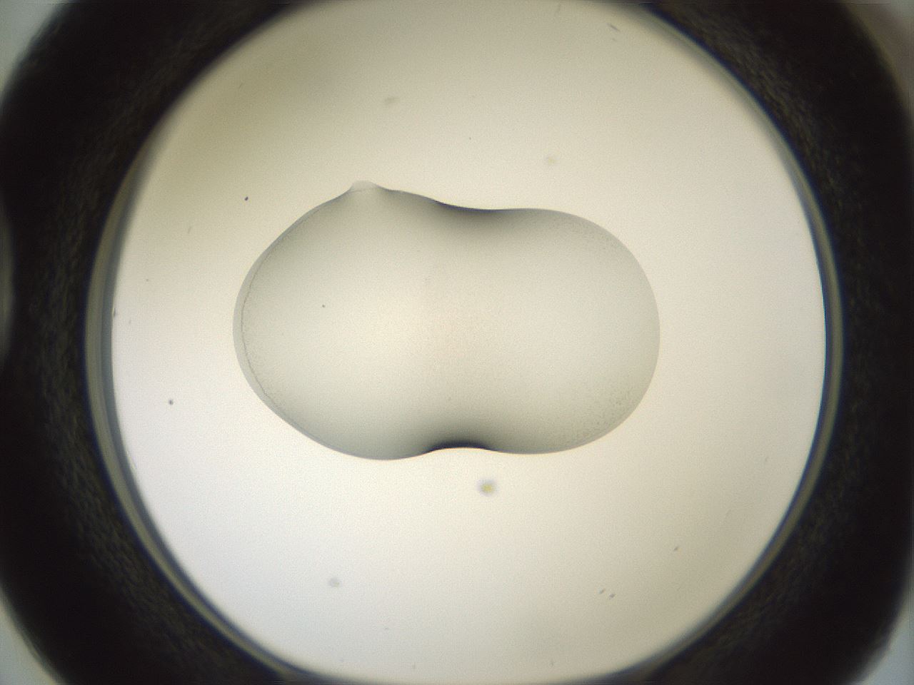 folderID329_plateID1329_batchID4526_wellNum38_profileID1_d1_r80301_ef.jpg